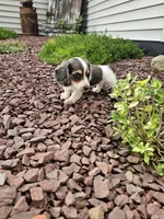 Akc Ian , a male Miniature Dachshund for sale in Montgomery, IN – 7 of 8