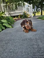 Akc Toby , a male Miniature Dachshund for sale in Montgomery, IN – 2 of 8