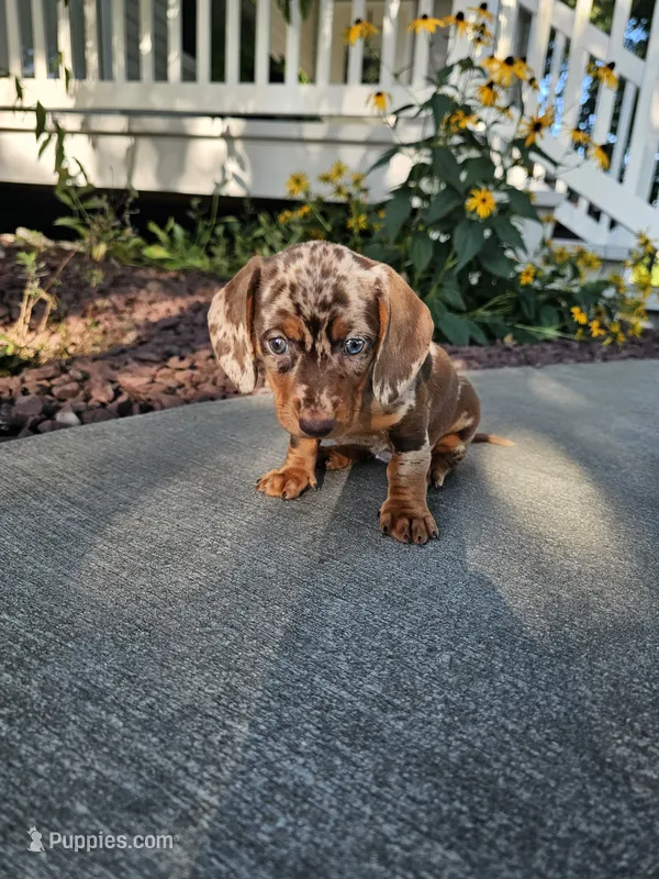 Akc Bailey  – Miniature Dachshund puppy for sale in Montgomery, IN