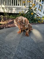Akc Bailey , a female Miniature Dachshund for sale in Montgomery, IN – 1 of 8