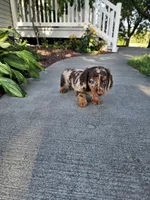Akc Toby , a male Miniature Dachshund for sale in Montgomery, IN – 7 of 8