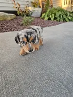 Akc Marshall , a male Miniature Dachshund for sale in Montgomery, IN – 4 of 5