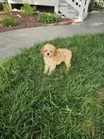 Hazel , a female Poodle - Toy  for sale in Montgomery, IN – 6 of 8