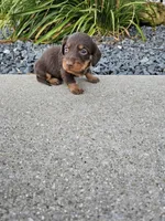 River, a male Miniature Dachshund for sale in Montgomery, IN – Photo 8 of 8
