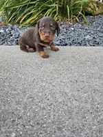 River, a male Miniature Dachshund for sale in Montgomery, IN – Photo 6 of 8