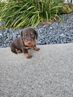 River, a male Miniature Dachshund for sale in Montgomery, IN – Photo 5 of 8