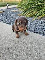 River, a male Miniature Dachshund for sale in Montgomery, IN – Photo 1 of 8