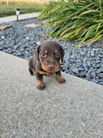 River, a male Miniature Dachshund for sale in Montgomery, IN – Photo 4 of 8