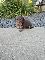 River, a male Miniature Dachshund for sale in Montgomery, IN – Photo 7 of 8