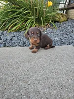 River, a male Miniature Dachshund for sale in Montgomery, IN – Photo 3 of 8