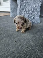 Akc Bella , a female Miniature Dachshund for sale in Montgomery, IN – Photo 5 of 9