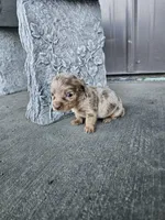 Akc Bella , a female Miniature Dachshund for sale in Montgomery, IN – Photo 8 of 9