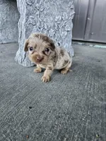 Akc Bella , a female Miniature Dachshund for sale in Montgomery, IN – Photo 7 of 9