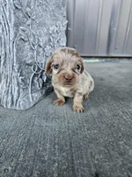 Akc Bella , a female Miniature Dachshund for sale in Montgomery, IN – Photo 2 of 9