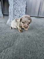 Akc Bella , a female Miniature Dachshund for sale in Montgomery, IN – Photo 6 of 9
