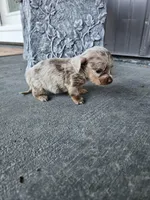 Akc Bella , a female Miniature Dachshund for sale in Montgomery, IN – Photo 9 of 9