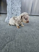 Akc Bella , a female Miniature Dachshund for sale in Montgomery, IN – Photo 4 of 9