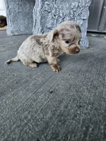 Akc Bella , a female Miniature Dachshund for sale in Montgomery, IN – Photo 3 of 9