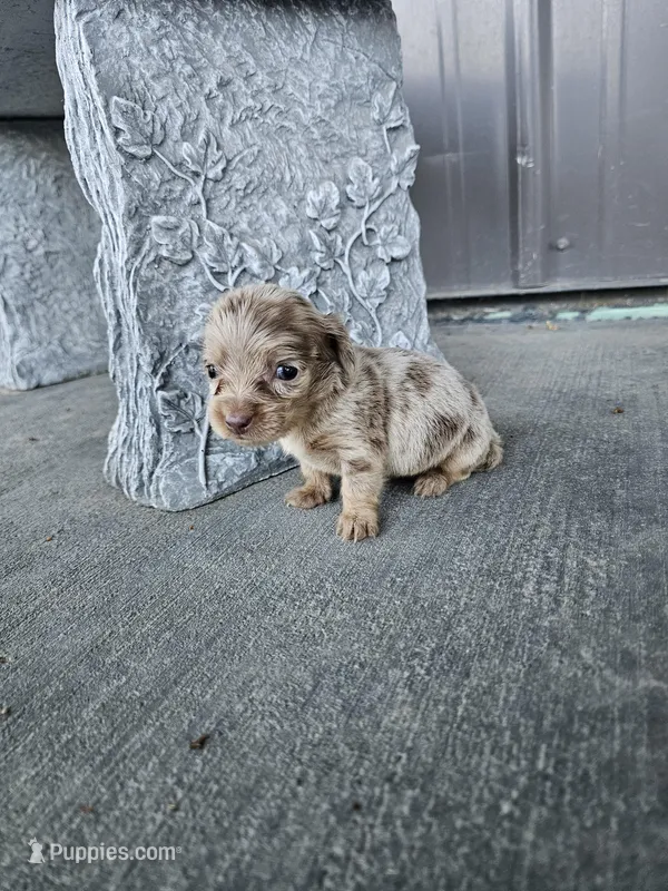 Akc Bella  – Miniature Dachshund puppy for sale in Montgomery, IN