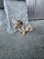 Akc Bella , a female Miniature Dachshund for sale in Montgomery, IN – Photo 1 of 9