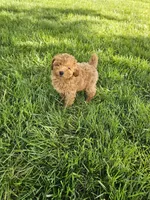 Tonia, a female Poodle - Toy  for sale in Montgomery, IN – 4 of 6