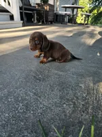 Akc Ollie , a male Miniature Dachshund for sale in Montgomery, IN – 3 of 8