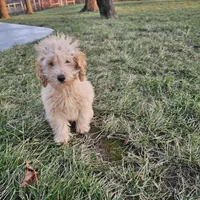 Reco, a male Poodle - Toy  for sale in Montgomery, IN – Photo 2 of 6