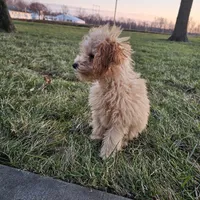 Reco, a male Poodle - Toy  for sale in Montgomery, IN – Photo 3 of 6