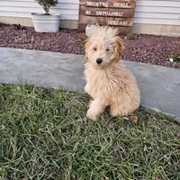 Reco, a male Poodle - Toy  for sale in Montgomery, IN – Photo 6 of 6