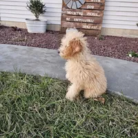 Reco, a male Poodle - Toy  for sale in Montgomery, IN – Photo 5 of 6