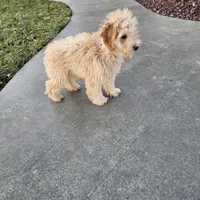 Reco, a male Poodle - Toy  for sale in Montgomery, IN – Photo 1 of 6
