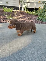 Akc Ollie , a male Miniature Dachshund for sale in Montgomery, IN – 5 of 8