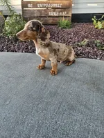 Akc Tucker , a male Miniature Dachshund for sale in Montgomery, IN – 4 of 7