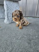 Akc Molly , a female Miniature Dachshund for sale in Montgomery, IN – 8 of 9