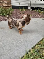 Akc Toby , a male Miniature Dachshund for sale in Montgomery, IN – 7 of 7