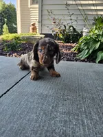 Akc Toby , a male Miniature Dachshund for sale in Montgomery, IN – 6 of 8
