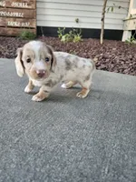 Akc Liby, a female Miniature Dachshund for sale in Montgomery, IN – 3 of 6