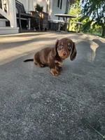 Akc Ollie , a male Miniature Dachshund for sale in Montgomery, IN – 2 of 8