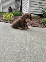 Akc Izzy , a female Miniature Dachshund for sale in Montgomery, IN – 6 of 8