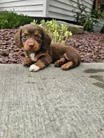Akc Izzy , a female Miniature Dachshund for sale in Montgomery, IN – 3 of 8