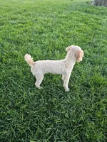 Reco, a male Poodle - Toy  for sale in Montgomery, IN – 4 of 4