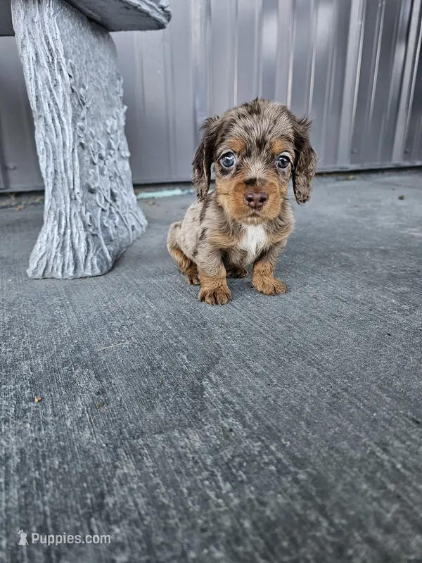Akc Molly  – Miniature Dachshund puppy for sale in Montgomery, IN