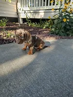 Akc Bailey , a female Miniature Dachshund for sale in Montgomery, IN – 4 of 8