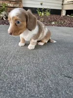 Akc Lola , a female Miniature Dachshund for sale in Montgomery, IN – 5 of 6