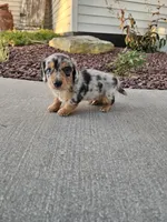 Akc Marshall , a male Miniature Dachshund for sale in Montgomery, IN – 3 of 5