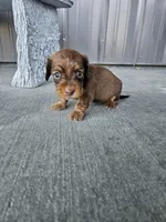 Akc Dixie , a female Miniature Dachshund for sale in Montgomery, IN – Photo 6 of 7