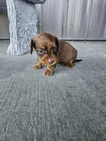 Akc Dixie , a female Miniature Dachshund for sale in Montgomery, IN – Photo 2 of 7
