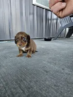 Akc Dixie , a female Miniature Dachshund for sale in Montgomery, IN – Photo 4 of 7
