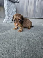 Akc Dixie , a female Miniature Dachshund for sale in Montgomery, IN – Photo 7 of 7