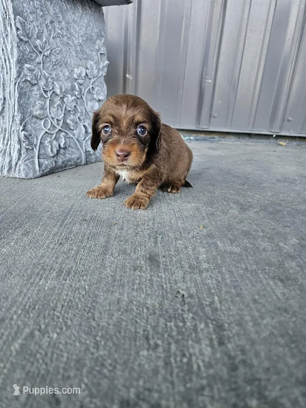 Akc Dixie  – Miniature Dachshund puppy for sale in Montgomery, IN